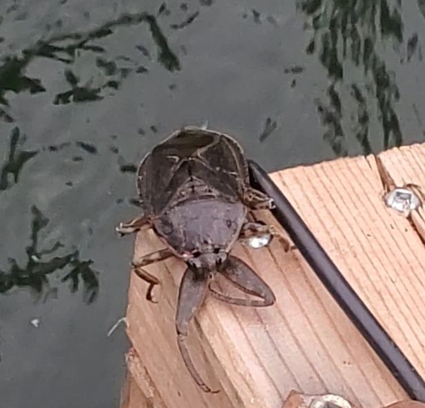 The creature was watching the fisherman on his boat