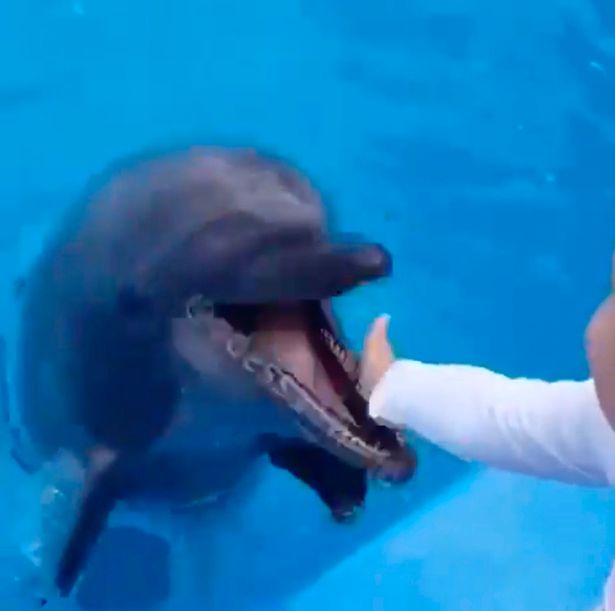 The little boy pushes his hand towards the dolphin's face