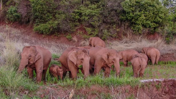 The rebellious herd of elephants has been spotted taking a nap together after months of chaos