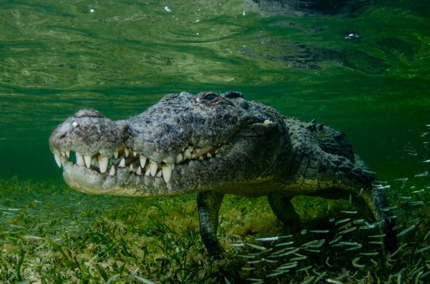 An American Crocodile underwater