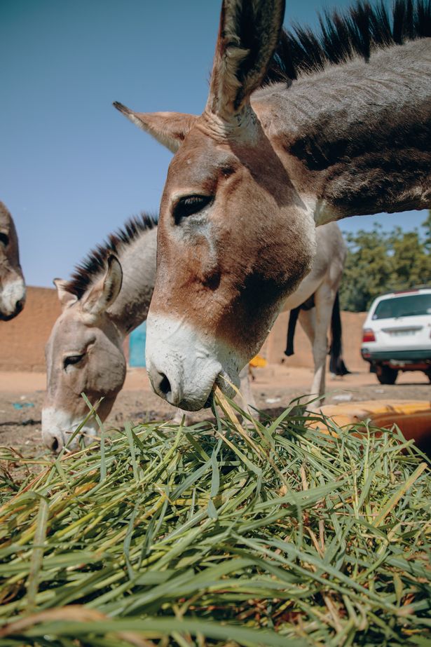 Thanks to the charity, the donkeys can get food to eat