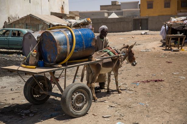 Despite the vital role they carry out, these working animals often do not have access to the water and food they need