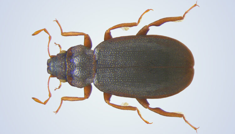 Moss beetle specimen