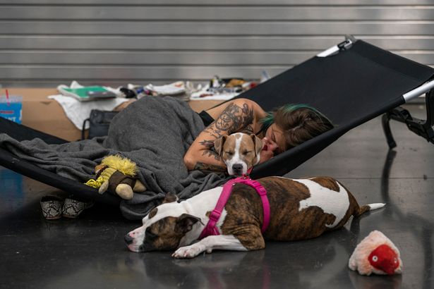 Dogs have also been taken to the cooling shelters to help them deal with the heat