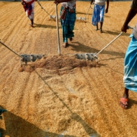 People work in a rice processing mill in Munshiganj, Bangladesh. | REUTERS