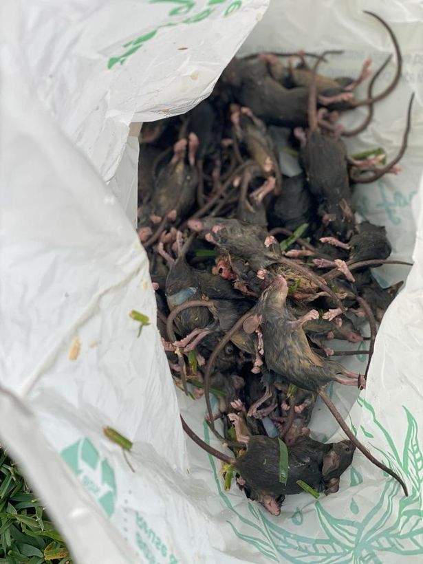 A bag of dead mice found on one property in New South Wales amid the mouse plague