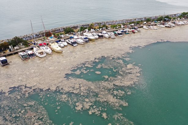 A thick layer of 'sea snot' that covers the waters near the coast in the Bostanci harbour in Istanbul