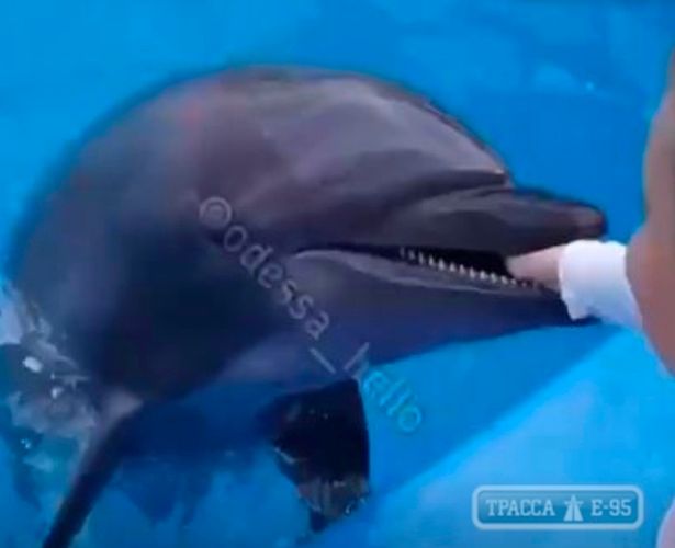 The dolphin sunk his teeth into the boy's hand after he hovered it over the animal's pool