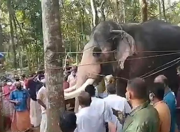 The devastated elephant, called Brahmadathan, walked two hours to say his final goodbye to rider Kunnakkad Damodaran Nair