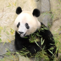 Xiang Xiang at Ueno Zoological Gardens in Tokyo on Tuesday | TOKYO ZOOLOGICAL PARK SOCIETY / VIA KYODO