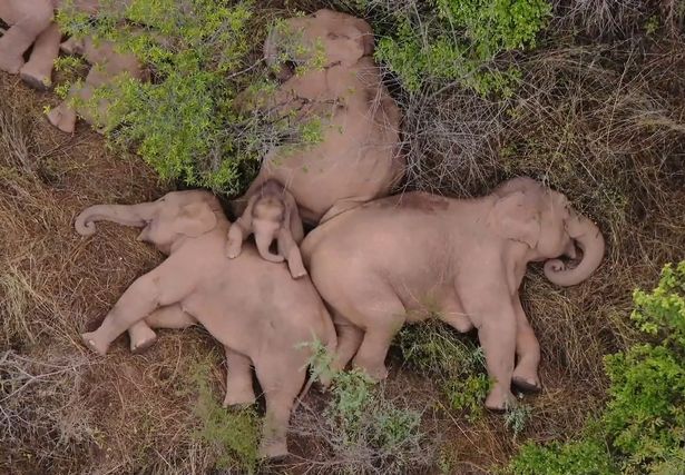 The rebellious herd of elephants has been spotted taking a nap together after months of chaos