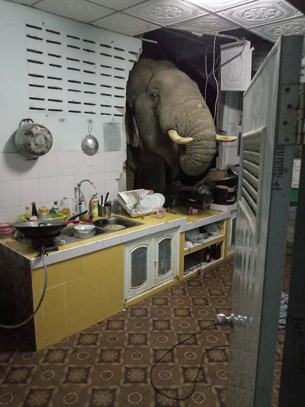 Elephant crashes in home