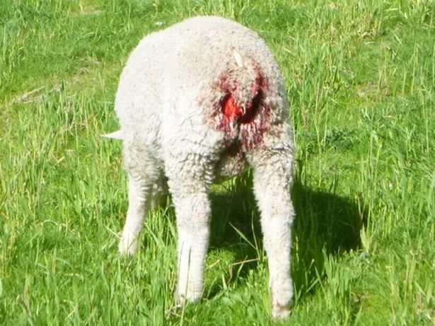 A lamb's tail is cut off without pain relief in the practice known as 'Mulesing'