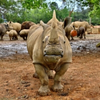 Emma, a southern white female rhino, stands in front of other rhinos before her travel from Taiwan to Japan in March.  | AFP-JIJI