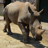 Emma, a white 5-year-old female rhino, at Tobu Zoo in Miyashiro, Saitama Prefecture, on Wednesday, a day after arriving from Taiwan for breeding. | TOBU ZOO / VIA AFP-JIJI