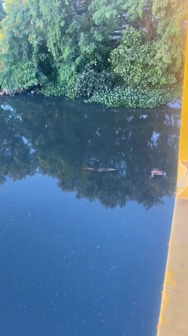 Footage of an alligator swimming near a corpse