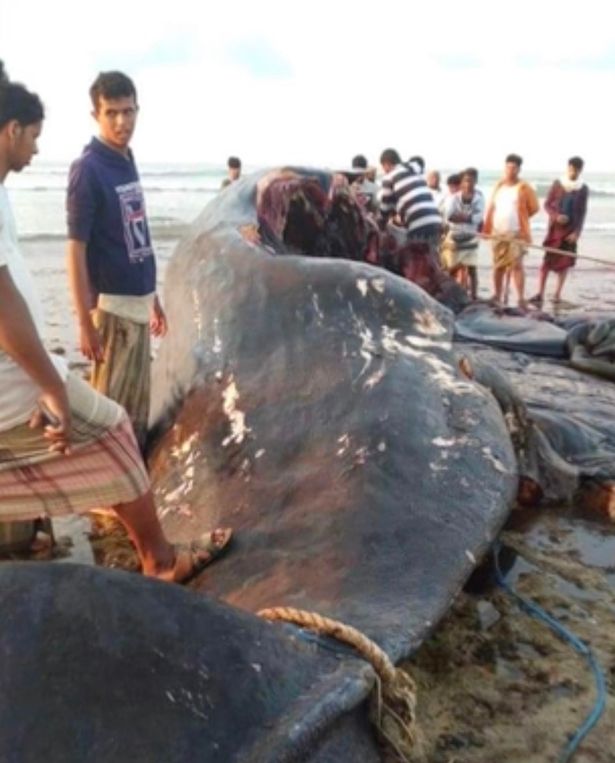 The fishermen found £1.1 million worth of ambergris in the whale