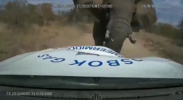 A furious elephant charged at a pick-up truck