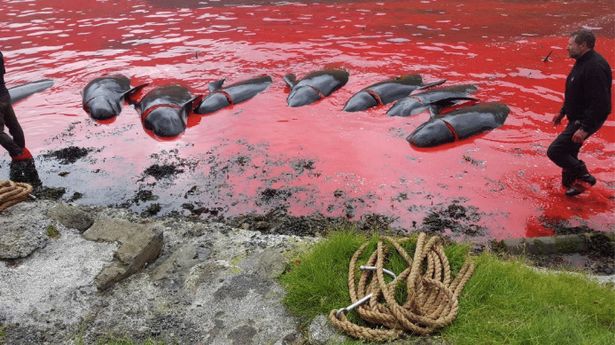 Graphic footage shows the sea turned red after dolphins and whales are slaughtered in the Faroe Islands