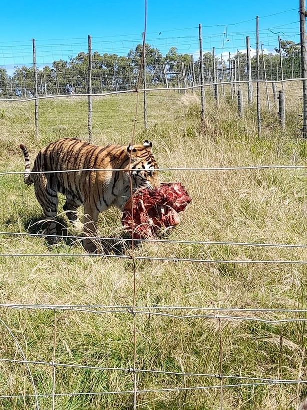 Jasper the Siberian tiger