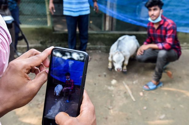 Many visitors have snapped selfies and photos with the diminutive bovine