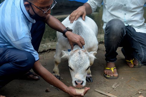 People feed the tiny bovine cow, which has attracted thousands of visitors