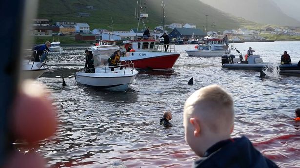 Haunting images show the waters off the Faroe Islands turned red