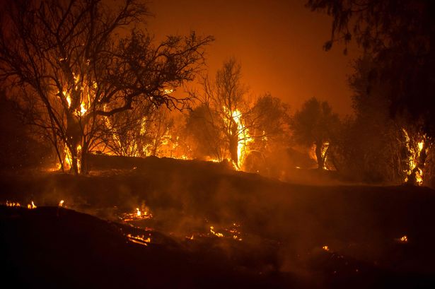 Trees burn in a forest on the slopes of the Throodos mountain chain, as a giant fire rages