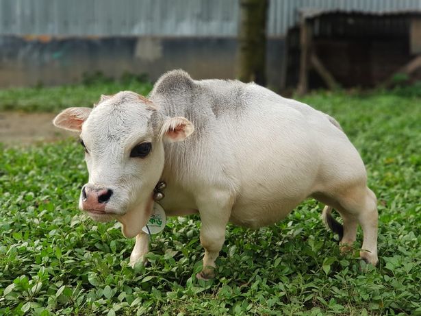 The cow's owners claim it has smashed the Guinness Book of World Records as the smallest ever