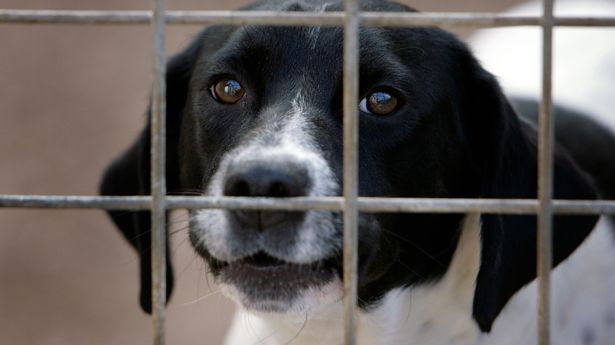 Rescue dogs have been shot 'because of coronavirus' a council has said