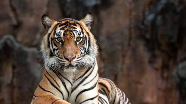 A tiger has claimed the life of a safari park worker