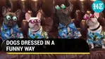 DOGS DRESSED IN A FUNNY WAY