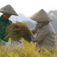 Agricultural yields in Southeast Asia have slowed due to land degradation and poor farming practices while the regions wild fisheries are at risk of over-fishing. | REUTERS