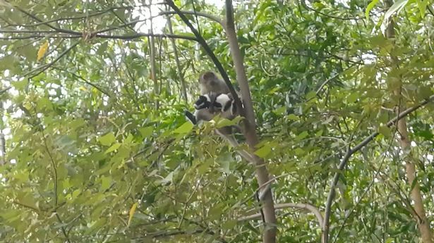 A wild monkey kidnapped a small dog in Malaysia