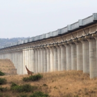 A giraffe walks near an elevated railway line that allows movement of animals below the Standard Gauge Railway (SGR) line linking Nairobi and Naivasha, inside the Nairobi National Park. | REUTERS