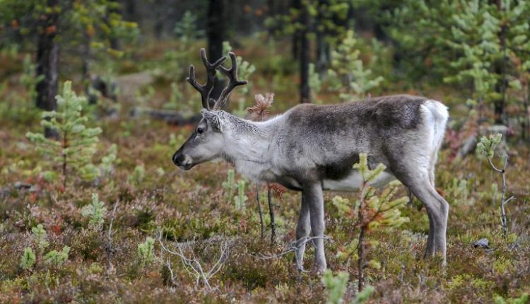 Canada Finds First Case of COVID-19 in Three White-Tailed Deer