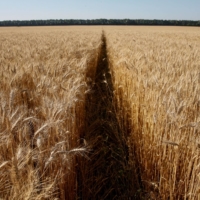 Wheat futures have risen by about 40% so far this year, driving up food prices and contributing to a broader global inflation surge as economies recover from the coronavirus crisis. | REUTERS