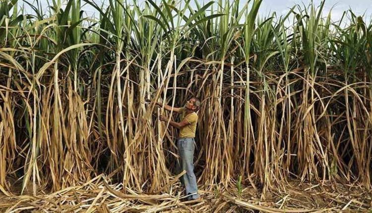 Maharashtra, Maharashtra latest news, Maharashtra harvesting, Someshwar Cooperative Sugar Mill, sugar mills, sugarcane, indian express