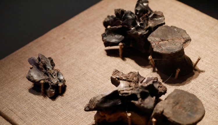 Argentine scientists discover fossil of largest raptor dinosaur