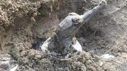 Gharials live in deep fast-moving rivers, feed on fish and require sandy banks for nesting. (HT file picture)