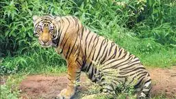 The Ranthambore Tiger Reserve in Rajasthan has seen a growth of 45% in big cat population in the last eight years. (Representative Image)