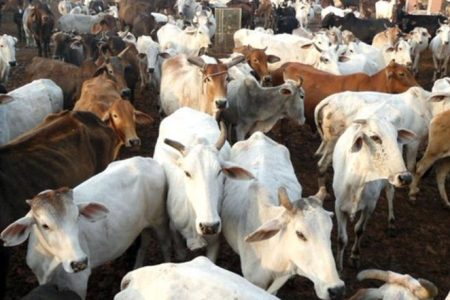 Uttar Pradesh: 29 Cows Found Dead in a Stranded Container in Mathura; Probe Underway