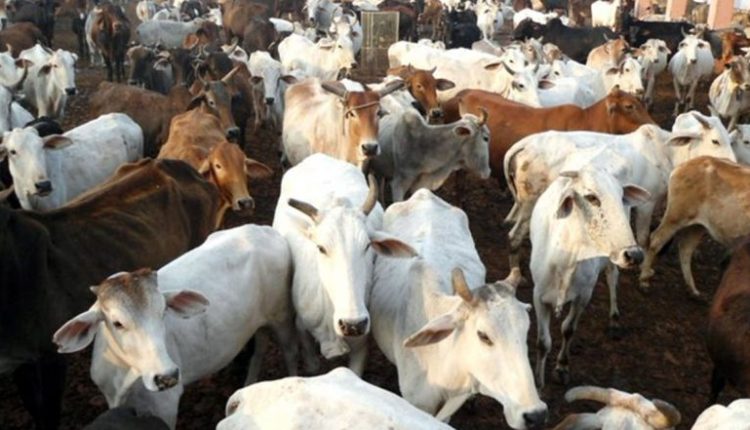 Karnataka: Government Directs Authorities To Ensure Cows Are Not Slaughtered in State on Bakrid