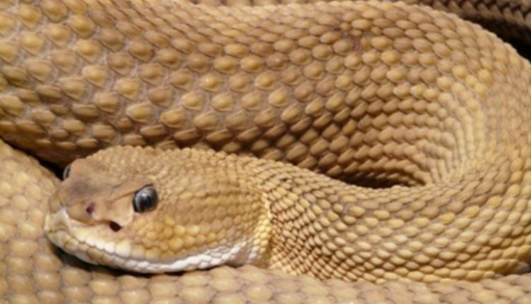 Snake in Trivandrum-Nizamuddin Express Train Creates Panic Among Passengers