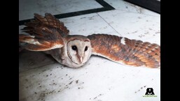 Barn Owl that had collided with a wall was rescued and treated for an injury in its right wing. (SOURCED)