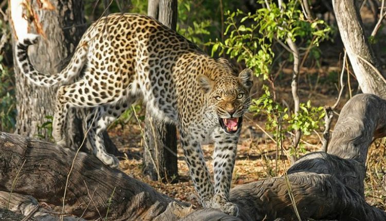 Gujarat Shocker: 4-Year-Old Boy Mauled to Death by Leopard in Panchmahal
