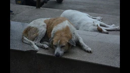 Residents of Seawoods Estates Limited oppose the Navi Mumbai Municipal Corporation’s action of relocating stray dogs. (HT FILE PHOTO FOR REPRESENTATIONAL PURPOSE ONLY)