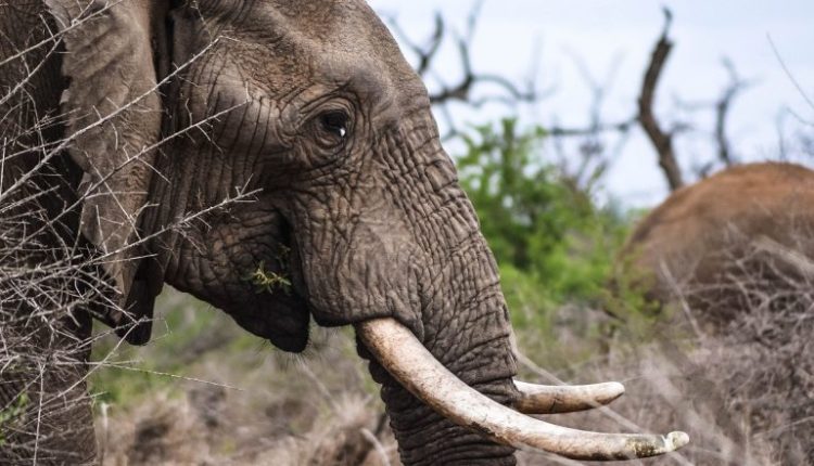 Elephant Attack: Angry Female Elephant Kills Mahout in Madhya Pradesh for Not Feeding Banana