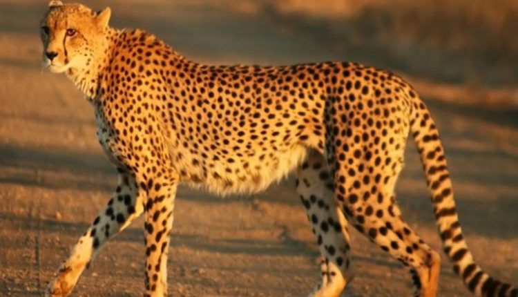 Madhya Pradesh: More Than 25 Cheetahs Will Be Brought to Kuno National Park from South Africa in Future, Says Union Minister Bhupender Yadav