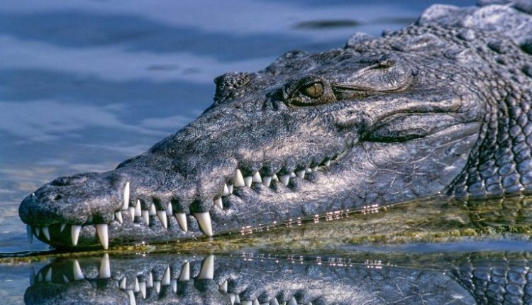 Video: Crocodile Enters Govt School Premises in Uttar Pradesh’s Aligarh; Reptile Captured, Released in River Ganga